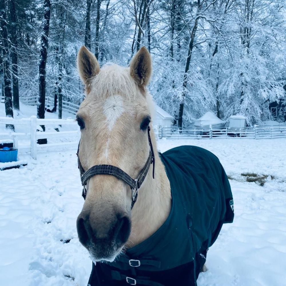 Meet your Posher, Sarajo